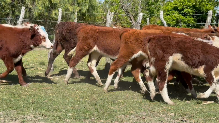 Lote 16 Terneras en Corrientes, Curuzú-Cuatiá
