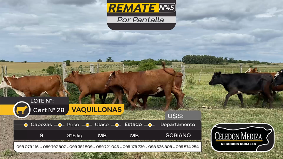 Lote 9 Vaquillonas  en Otra Localidad, Soriano