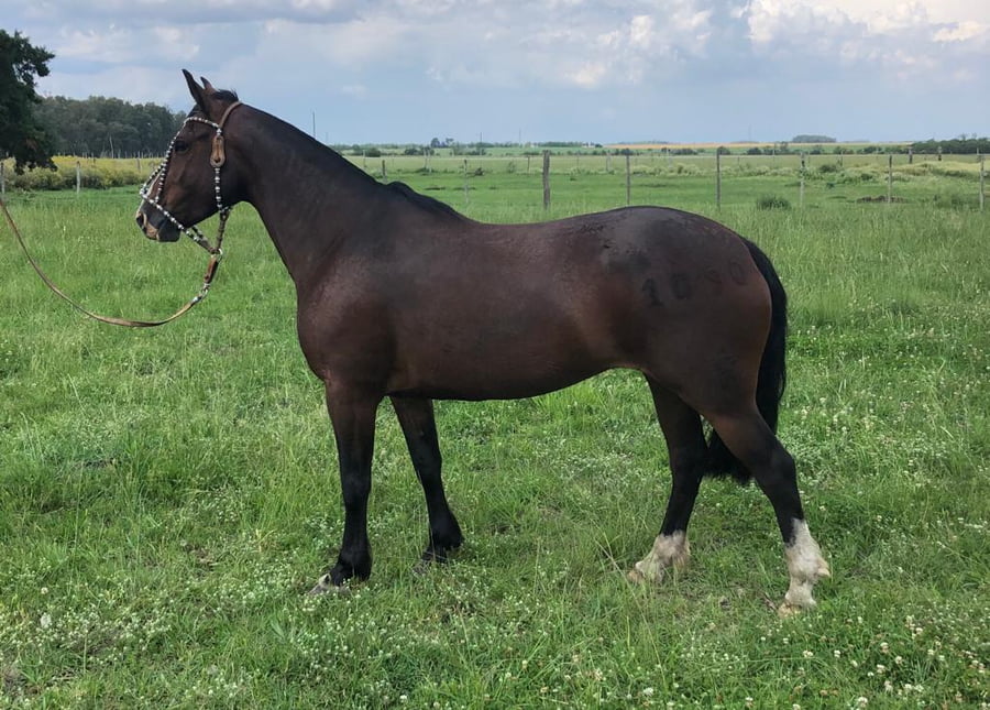 Lote PACÍFICA QUE PELA