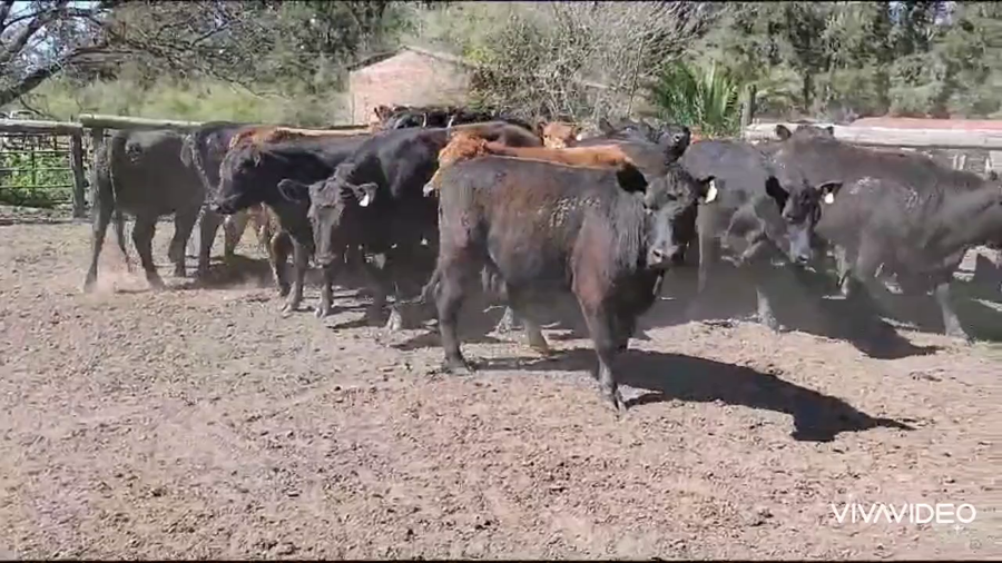 Lote 30 Vaquillonas en Brandsen, Buenos Aires