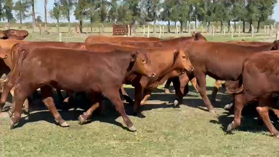 Lote 59 Terneros en Corrientes, Perugorría