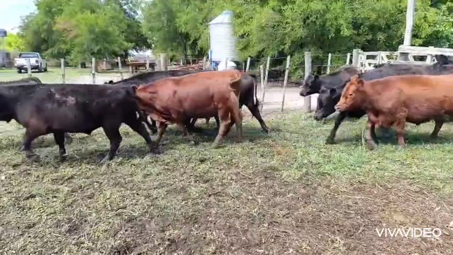 Lote 26 Novillitos