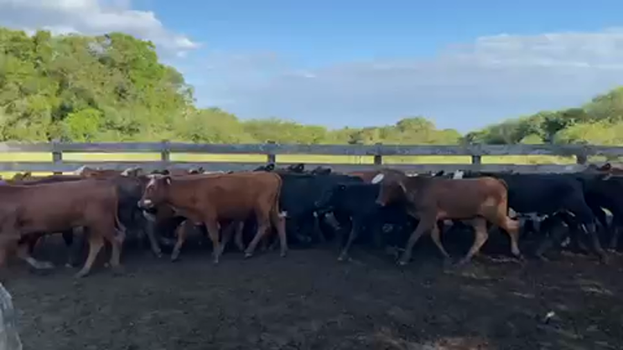 Lote 140 Novillitos en Pto. Eva Perón, Chaco