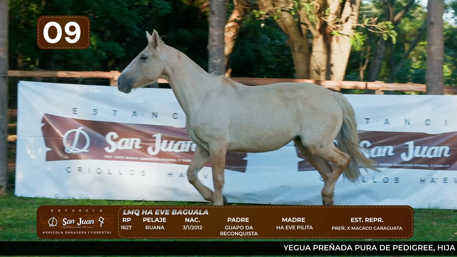 Lote LOTE 9