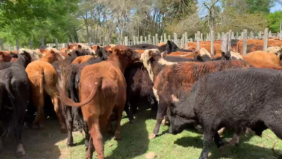 Lote 65 Novillos 1 a 2 años en Melo, Cerro Largo