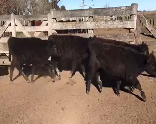 Lote 26 Terneras en Brandsen, Buenos Aires