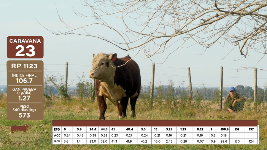 Lote Caravana 23 "VASCO PAMPEANO S.R.L."