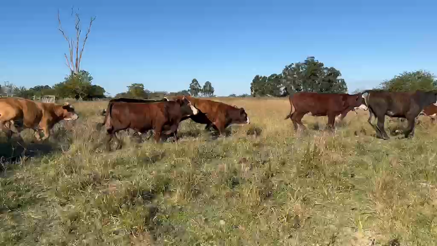 Lote 140 Novillos en Corrientes, Mercedes