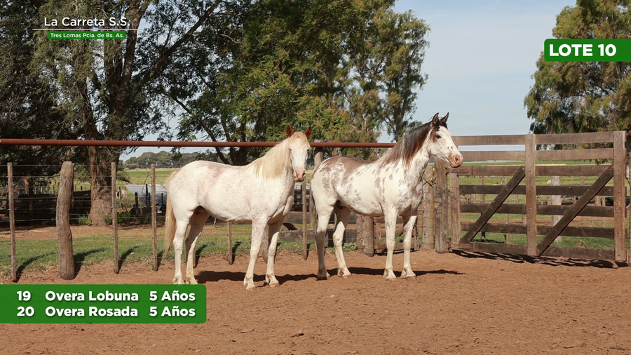 Lote 2 Yeguas