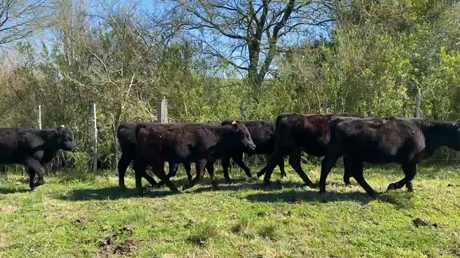 Lote 9 Terneros y Terneras ANGUS a remate en PANTALLA CAMY - SAN JOSE  1500 VACUNOS 207kg - , San José