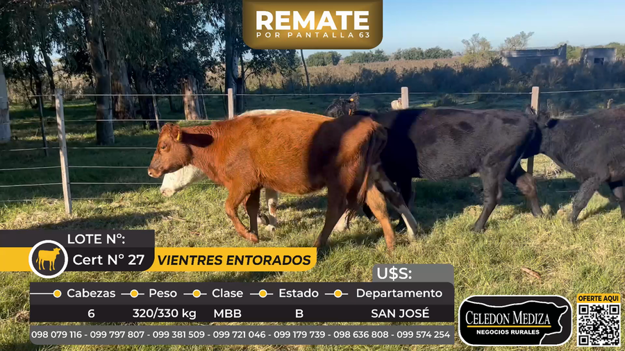 Lote 6 Vientres Entorados en San José, a 3 km de San José de Mayo.