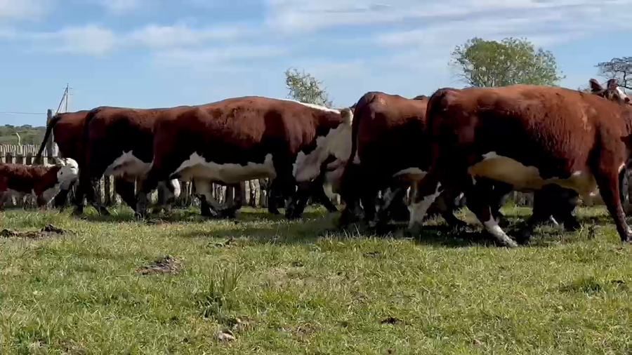 Lote 15 Vientres de Curuzu