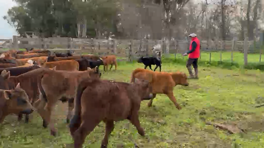 Lote 35 Vacas con cría en Buenos Aires, Pehuajó