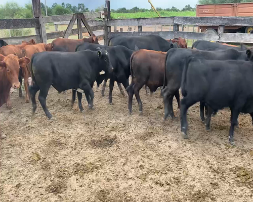 Lote 100 Terneros en Juan José Castelli, Chaco