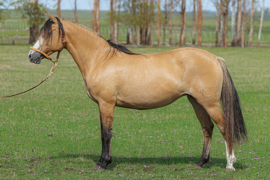 Lote Elegancia Del Malo