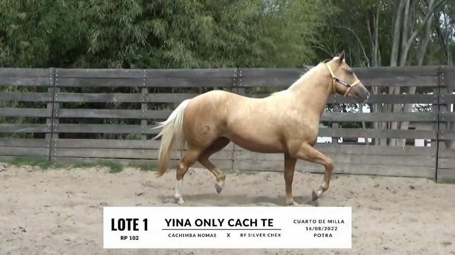Lote YINA ONLY CACH TE