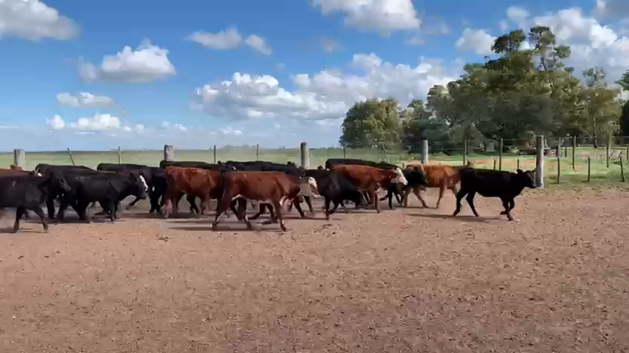 Lote 135 Terneros