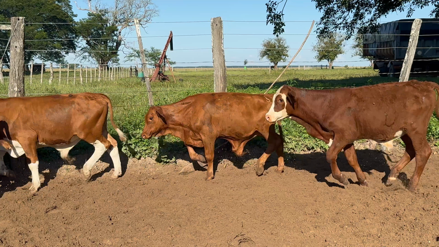 Lote 110 Terneros en Corrientes, Nueve de Julio