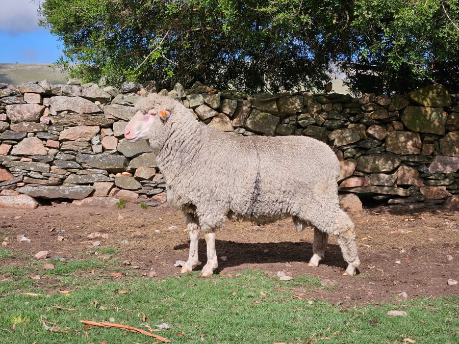 Lote (Vendido)Carneros a remate en Subasta Online - Nambi Guasu, Lavalleja