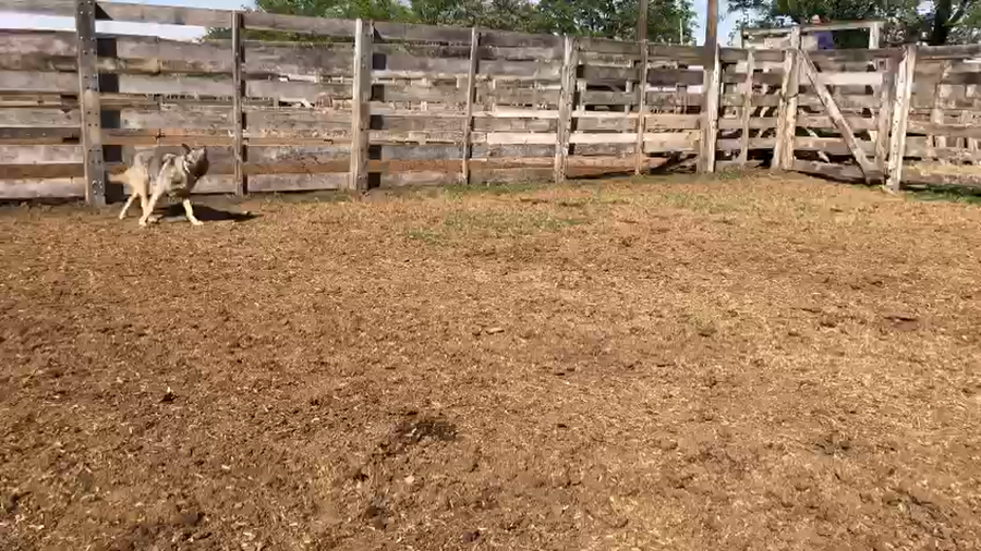 Lote 65 Terneras Cruza en Nuevo Torino, Santa Fe