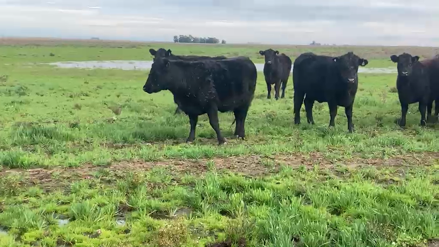 Lote 50 Vaquillonas preñadas