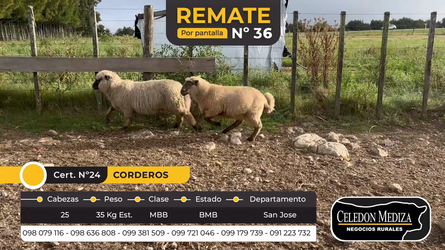 Lote 25 Corderos en San José