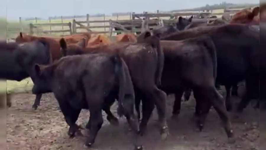 Lote 44 TERNS. MACHOS Y HEMBRAS, EN RAUCH, BS. AS.