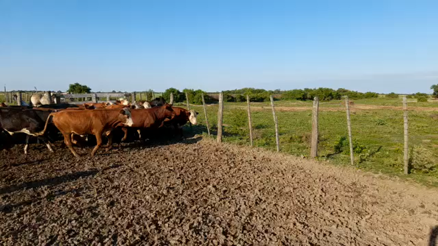 Lote 47 Novillos Braford en Tostado, Santa Fe