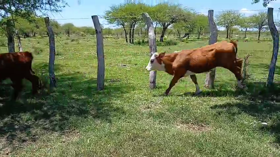 Lote 30 Terneros/as