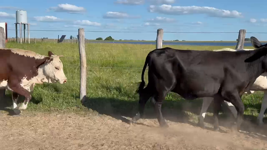 Lote 58 Vacas de invernar en Corrientes, Yataití Calle
