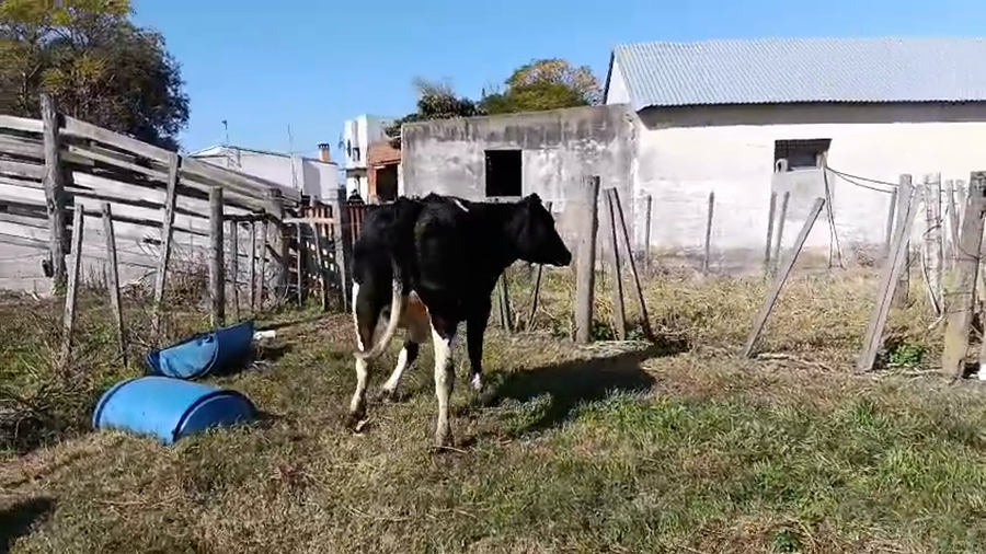 Lote Vaquillonas  a remate en Pantalla Especial de Otoño, San José