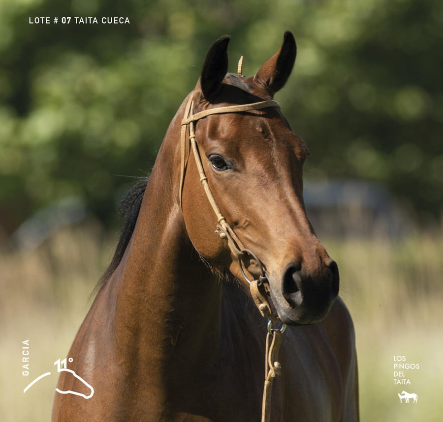 Lote TAITA CUECA - T/E (OPEN CHIMENTO - TAITA BACHATA)