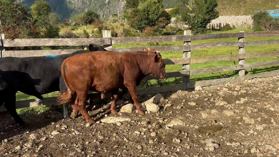 Lote 50 Novillo Engorda en XI Región Aysén, Aysén