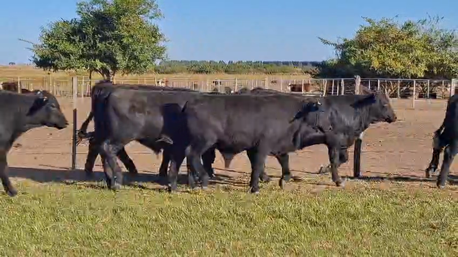 Lote 90 Terneros