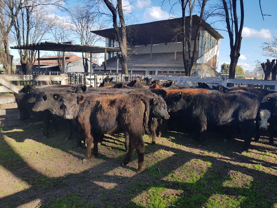 Lote 35 Terneras en Gral. Lamadrid, Buenos Aires