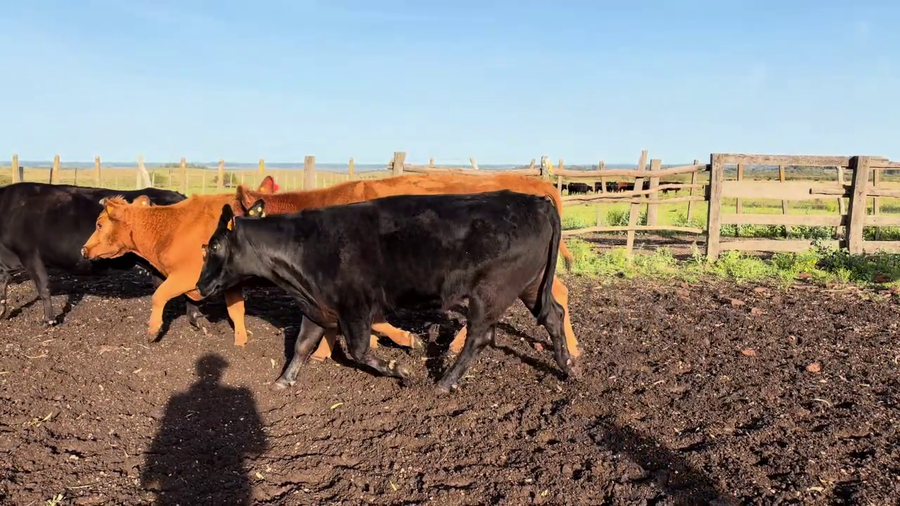 Lote VACAS DE INVERNADA