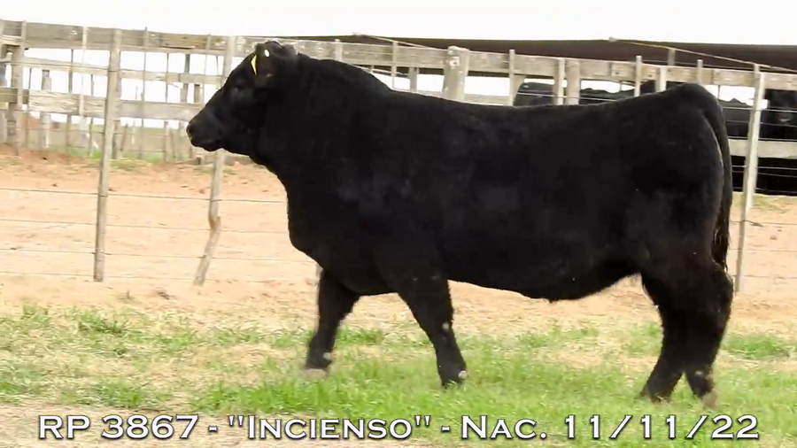 Lote TOROS PUROS DE PEDIGREE