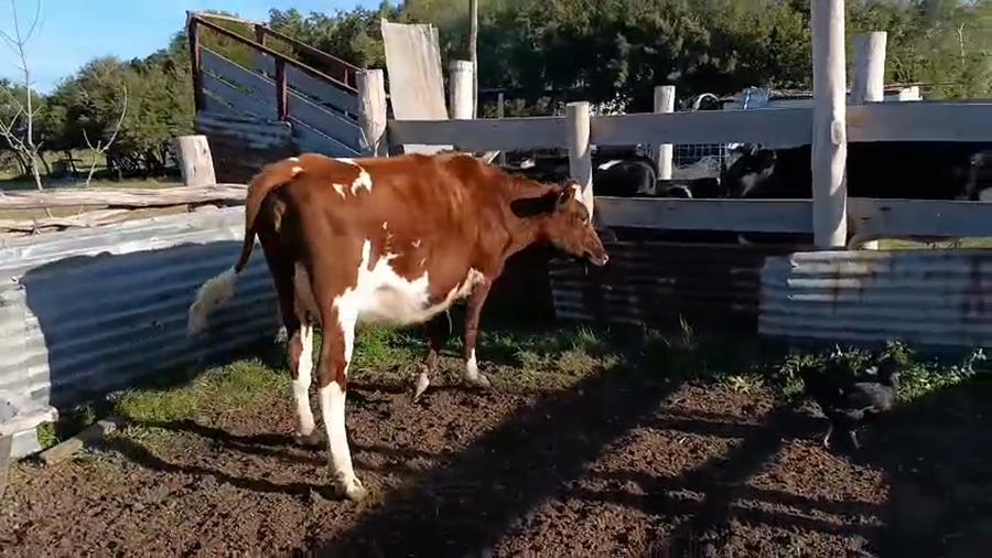 Lote Vaca a remate en Pantalla Camy 380kg - , San José