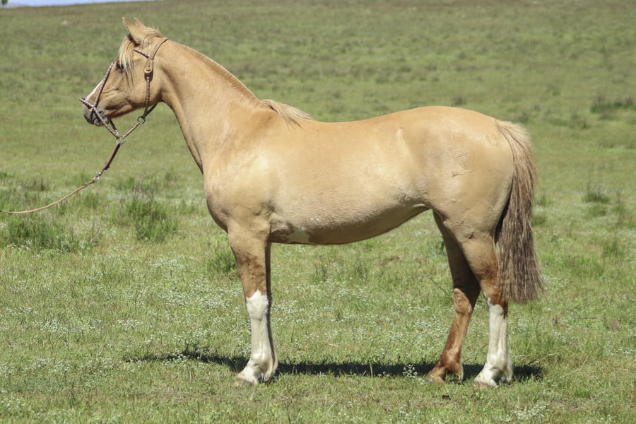 Lote AGUAS CLARAS OLEGARIA