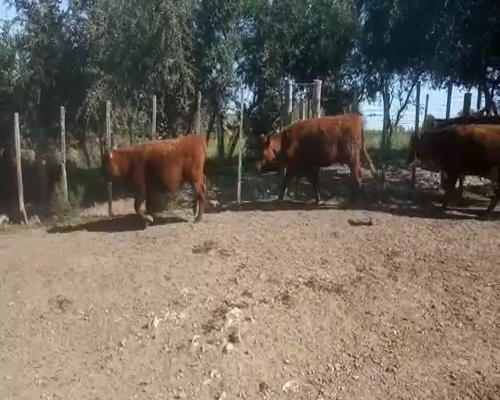 Lote 24 Vaquillonas  a remate en Pantalla Aniversario 200kg - , San José