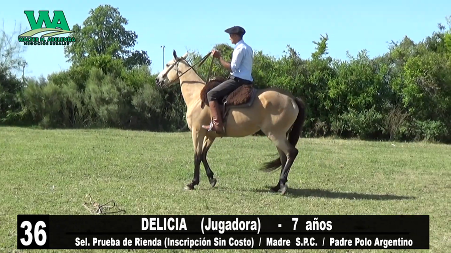 Lote DELICIA