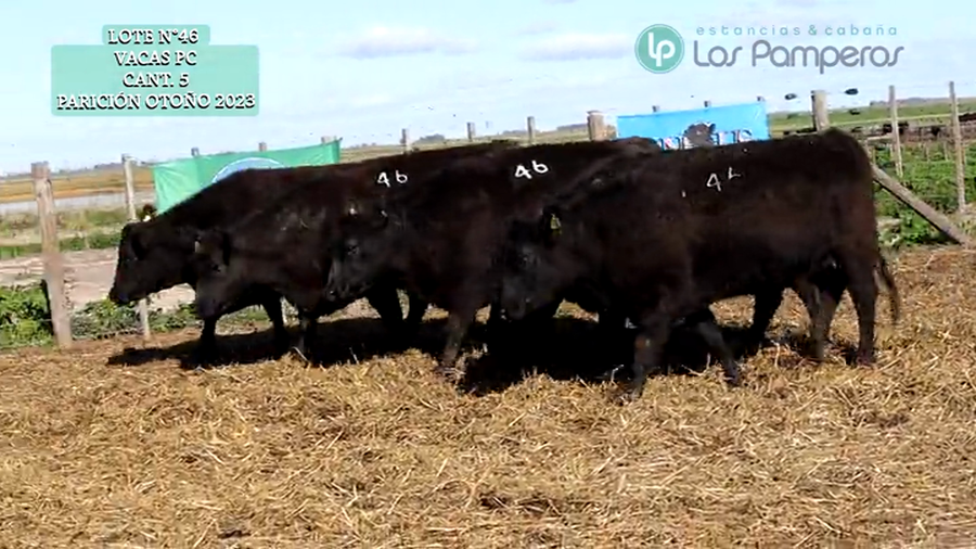 Lote VAQUILLONAS PC 15 MESES - PREÑADAS - PARICION OTOÑO 23