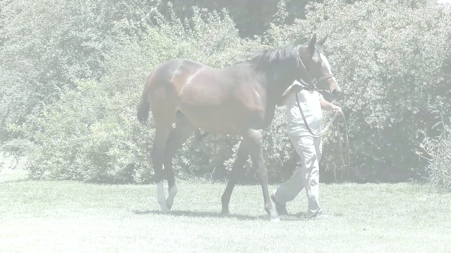 Lote COSTA SECRET (CHE SECRETO -  BLOODY DANCER)