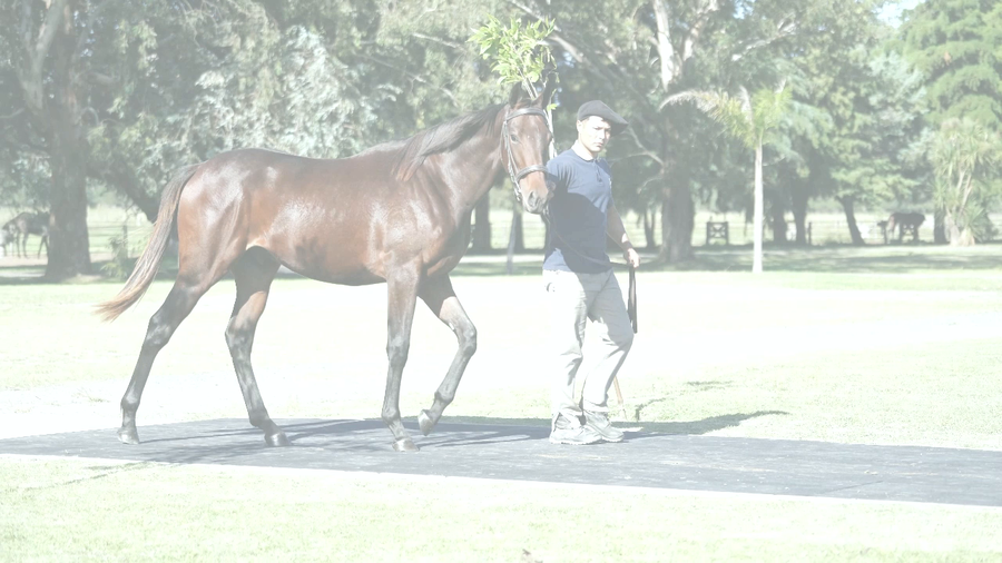 Lote COOPER BEACH (TREASURE BEACH -  COORDENADORA por  Equal Stripes)