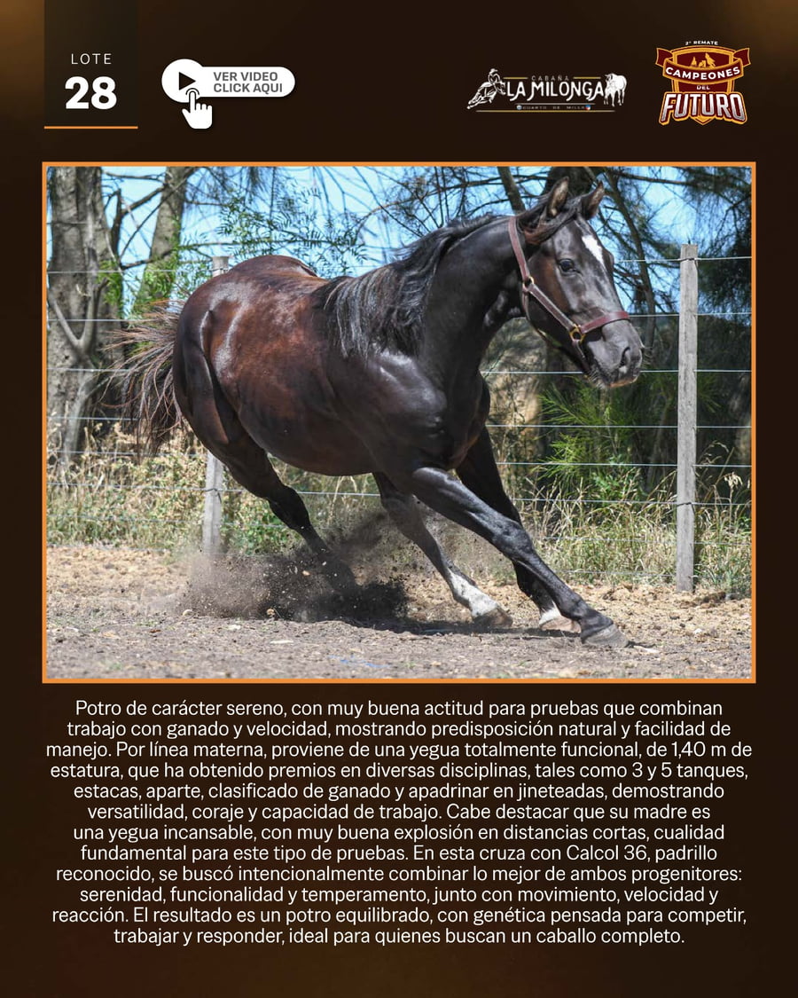 Lote AS TURBO 36