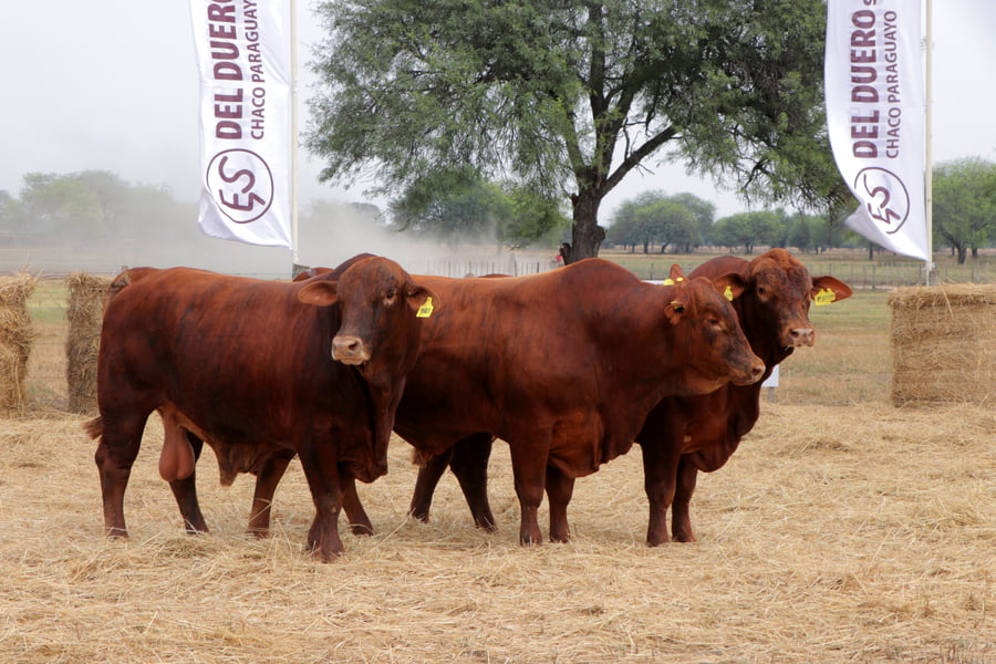 Lote TOROS