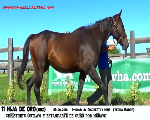 Lote HIJA DE ORO (BRZ)