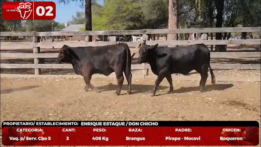 Lote LOTE 2 - EN VIVO