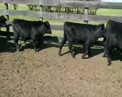 Lote 70 Terneros/as en Villaguay, Entre Ríos