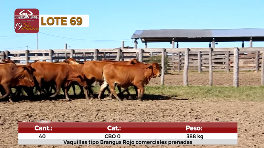 Lote Reproductores de Alborada - Lote 69